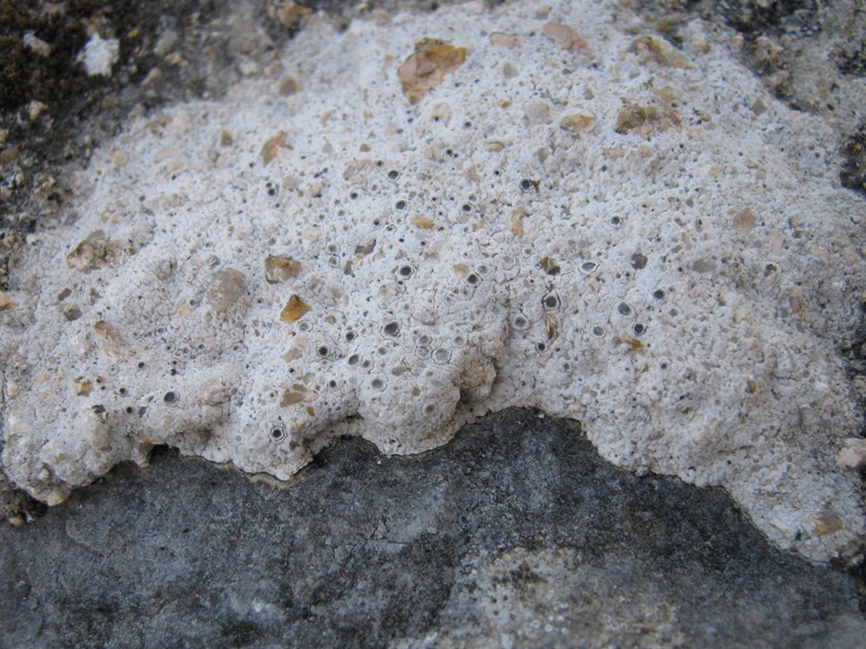 Diploschistes: da determinare